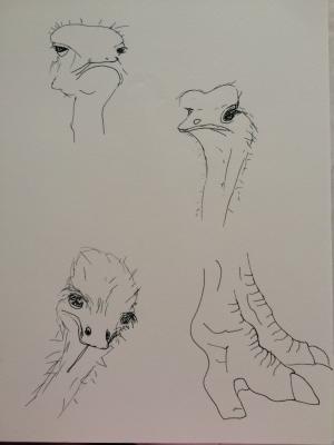 Ostrich Study (2015)